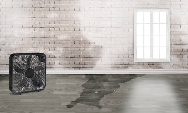 Best Water damage restoration near me  in Altamont, IL